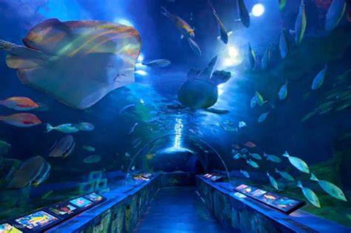 品川水族館はしょぼい？口コミの真相と知られざる魅力を徹底解説